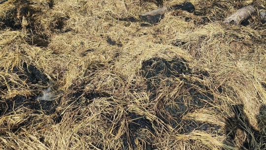 कैलालीको बर्दगोरियामा अज्ञात समूहद्वारा परालका टौवामा आगजनी 