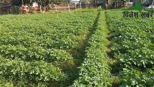 २७ जना विपन्न महिलाहरुद्धारा १३ विगाहमा आलु खेती सुरु