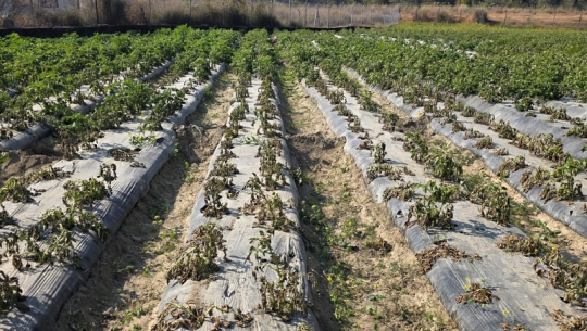 डढुवा रोगको प्रकोपले आलु खेती प्रभावित