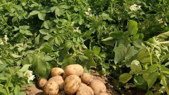 हिमाली क्षेत्रमा आलु उत्पादन घट्यो