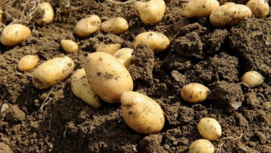 सर्लाहीमा आलु उत्पादन घट्यो