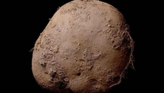 एउटै आलु १२ करोडमा बिक्रि!