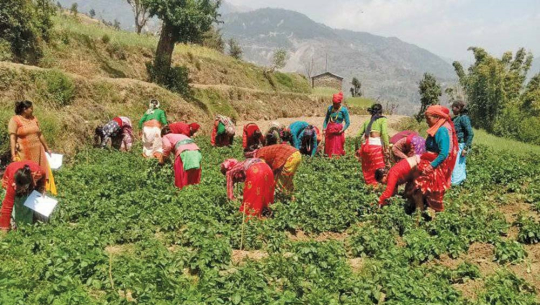 आलु गोडमेल गर्दै बाजुराका महिला। तस्बिरः शेरबहादुर सार्की (गाेरखापत्र) 