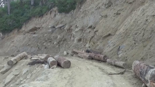 Technical committee set off to investigate the cutting of trees in Chure