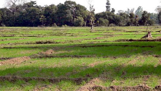 धनगढीमा फोहोरमैला प्रशोधन केन्द्रका लागि प्रस्तावित जग्गा 