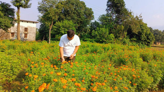 सुदूरपश्चिमका किसानलाई फूल र मालाको माग पूरा गर्न भ्याइनभ्याइ