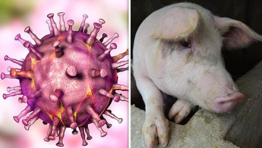 कैलाली–कञ्चनपुरका बङ्गुरमा अफ्रिकन स्वाइन फिभर पुष्टि,सतर्कता अपनाउन आग्रह