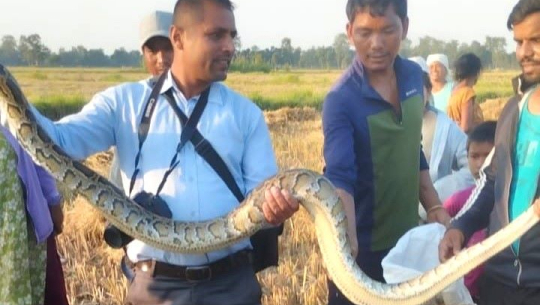 टीकापुरबाट दुई अजिङ्गरको उद्धार