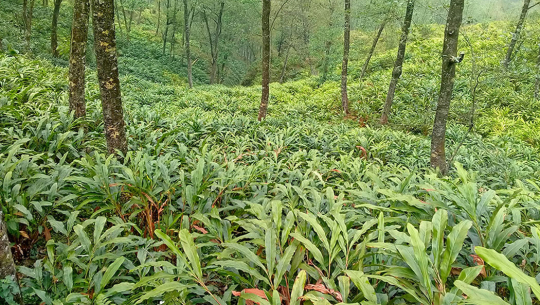 कृषकले अलैँचीको लागत मूल्य पनि पाएनन