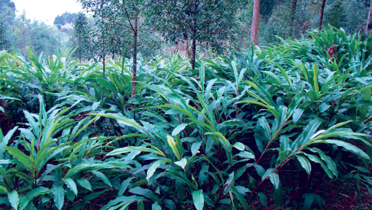 फाइल फोटो