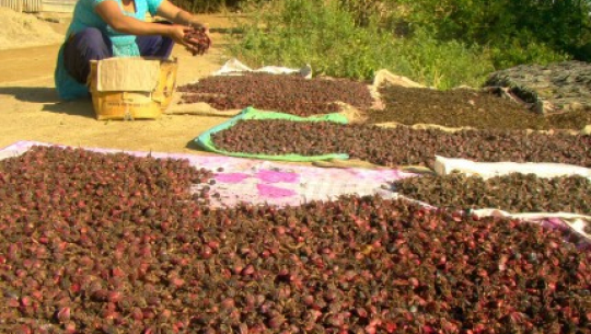 अलैँची बिक्रीबाट ५ करोड बढी आम्दानी