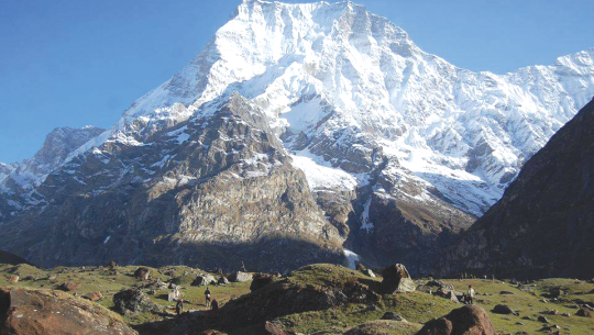 दार्चुलामा जडीबुटी निकासी वृद्धि