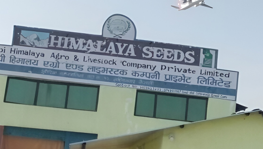 कैलालीका किसानले गहुँको बीउकै भुक्तानी पाएनन्