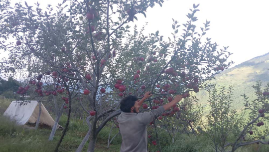 बाजुराका किसानलाई स्याउ टिप्न चटारो 