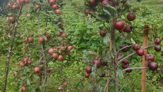 दार्चुलाकोे किसानको गुनासो,‘लटरम्म स्याउ फले, बिक्री हुँदैन ’