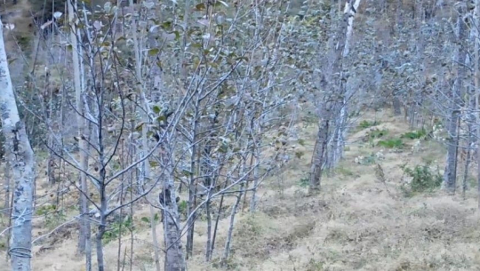 बाजुरामा स्याउ खेती फस्टाउँदै