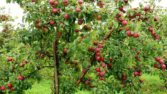 फाइल फोटो