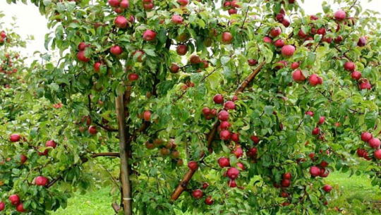 जुम्लामा स्याउ उत्पादन बढ्यो