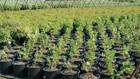 कृषकलाई अनुदानमा स्याउका बिरुवा वितरण