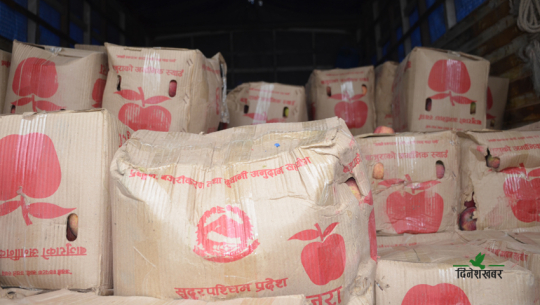 कर्णाली करिडोर हुँदै धनगढी पुग्यो बाजुराको स्याउ