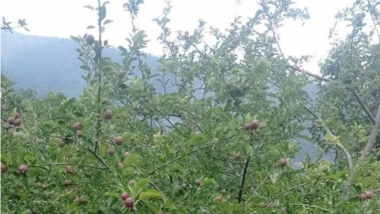 Krishi Gyan Kendra Grants Spark Surge in Farmer Interest towards Apple Cultivation