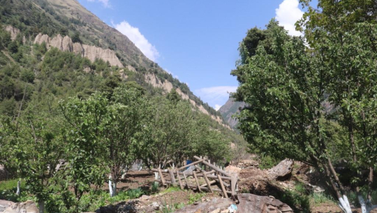 दार्चुलाको व्याँसमा फलेन स्याउ