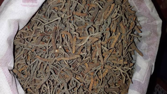 ११ सय ग्राम यार्सागुम्बा सहित एक जना पक्राउ