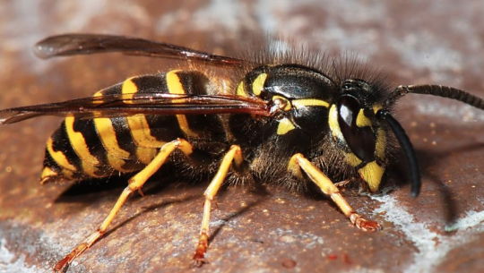 अछाममा अरिंगालको टोकाइबाट एक जनाको मृत्यु