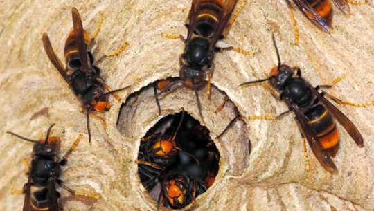 डोटीमा अरिङ्गालको टोकाइबाट एक महिलाको मृत्यु