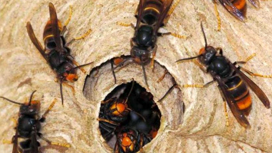 Young woman dies from snake bite in Doti