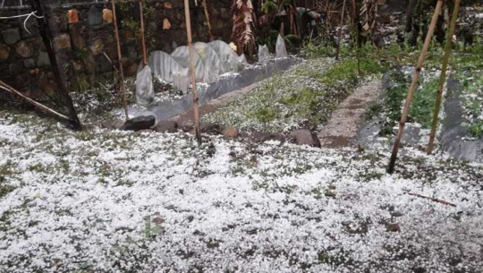 डोटीमा असिना पानीले तरकारी र हिउँदेबाली नष्ट