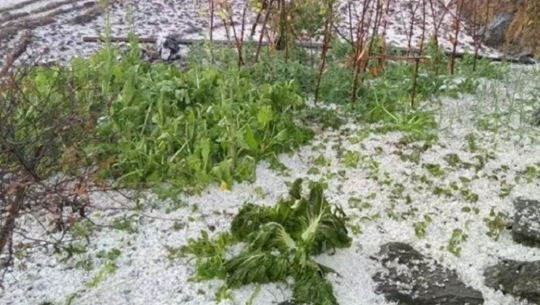 डोटीमा वर्षा र असिनाले खेतीपाती भित्र्याउन मुस्किल, भोकमरी हुने चिन्ता