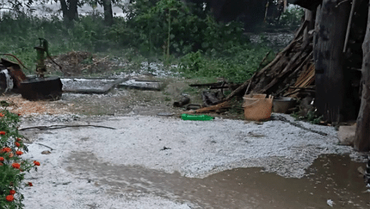 कैलालीमा असिनापानीले कृषिबालीमा नोक्सान