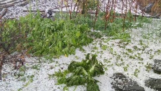 डोटीमा असिनाले तरकारी खेतीमा क्षति