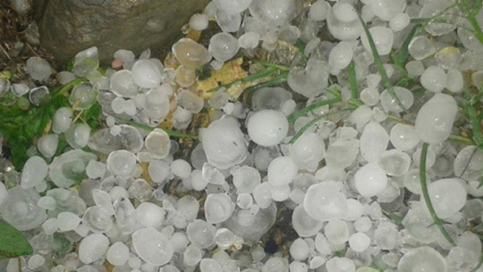 डोटीमा असिनाले तरकारी खेतीमा क्षति