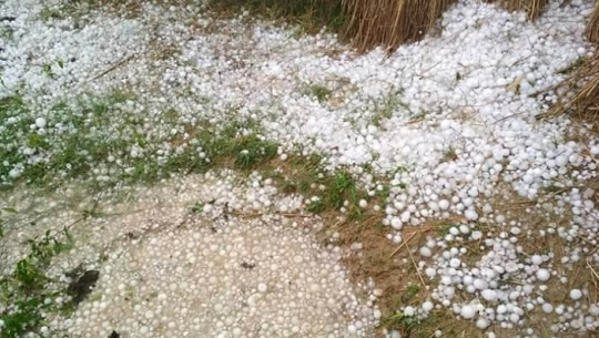 डोटीमा असिनापानीले हिउँदे बालीमा क्षति