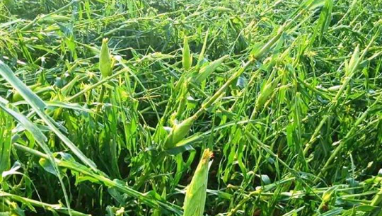 फाईल फोटो