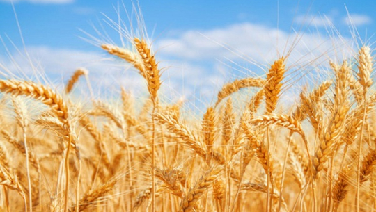 फाईल फोटो 