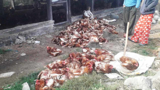 कञ्चनपुरमा कुकुरबाट मारिए ६ सय बढी कुखुरा