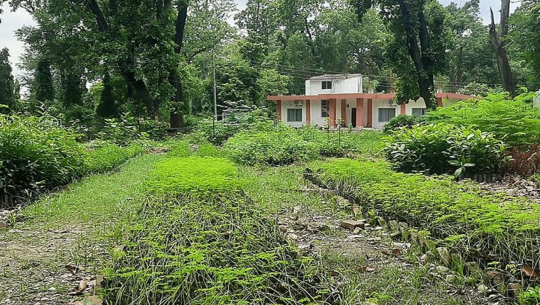 वनस्पति अनुसन्धान केन्द्रद्वारा जडीबुटीका बिरुवा वितरणसँगै किसानलाई तालिम
