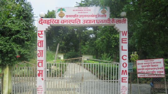 किसानलाई ८१ हजार जडीबुटीका बिरुवा वितरण 
