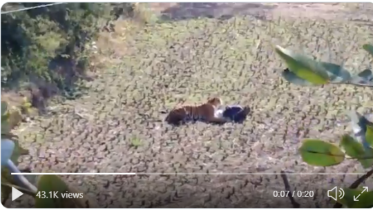 बाघबाट बच्न मरेको नाटक गर्ने यी व्यक्ति(हेर्नुस भिडियो)