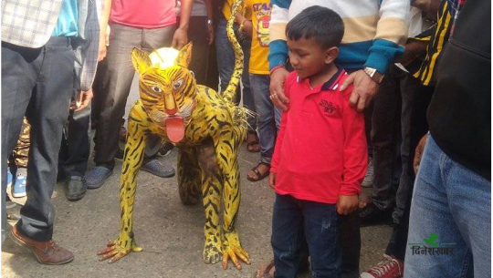 डडेल्धुराको बाघखोरमा बाघ [फोटोफिचर]