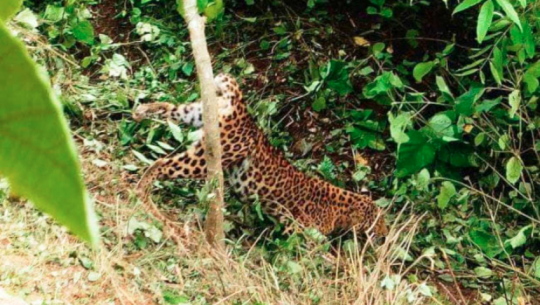 बैतडीमा पासोमा फसेर चितुवा मर्‍यो