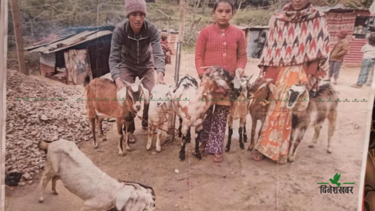 डोटीमा बाख्रा बाँडेको नक्कली फोटो राखेर रकम वितरण