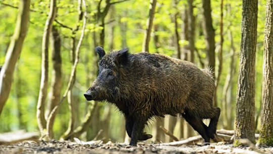 बैतडीमा बँदेलको आक्रमणबाट एक महिला घाइते