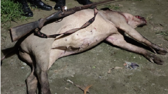 Stuffed gun and wild boar recovered in Kanchanpur