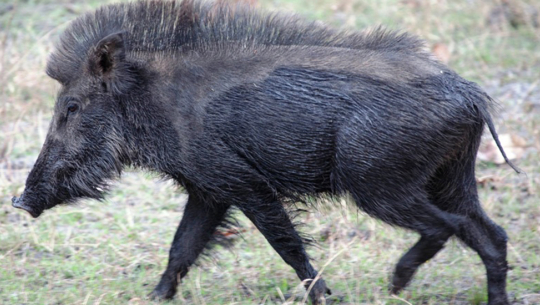 दार्चुलामा बँदेलको आक्रमणबाट सशस्त्र प्रहरीसहित पाँच जना घाइते