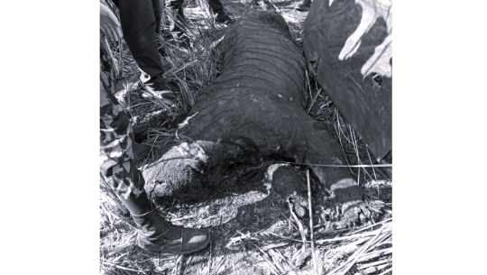 कञ्चनपुरमा बाघ जलेको अवस्थामा मृत फेला