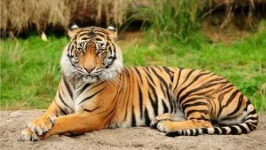 ‘टाइगर सेन्चुरी’ स्थापना गर्न समझदारीपत्रमा हस्ताक्षर